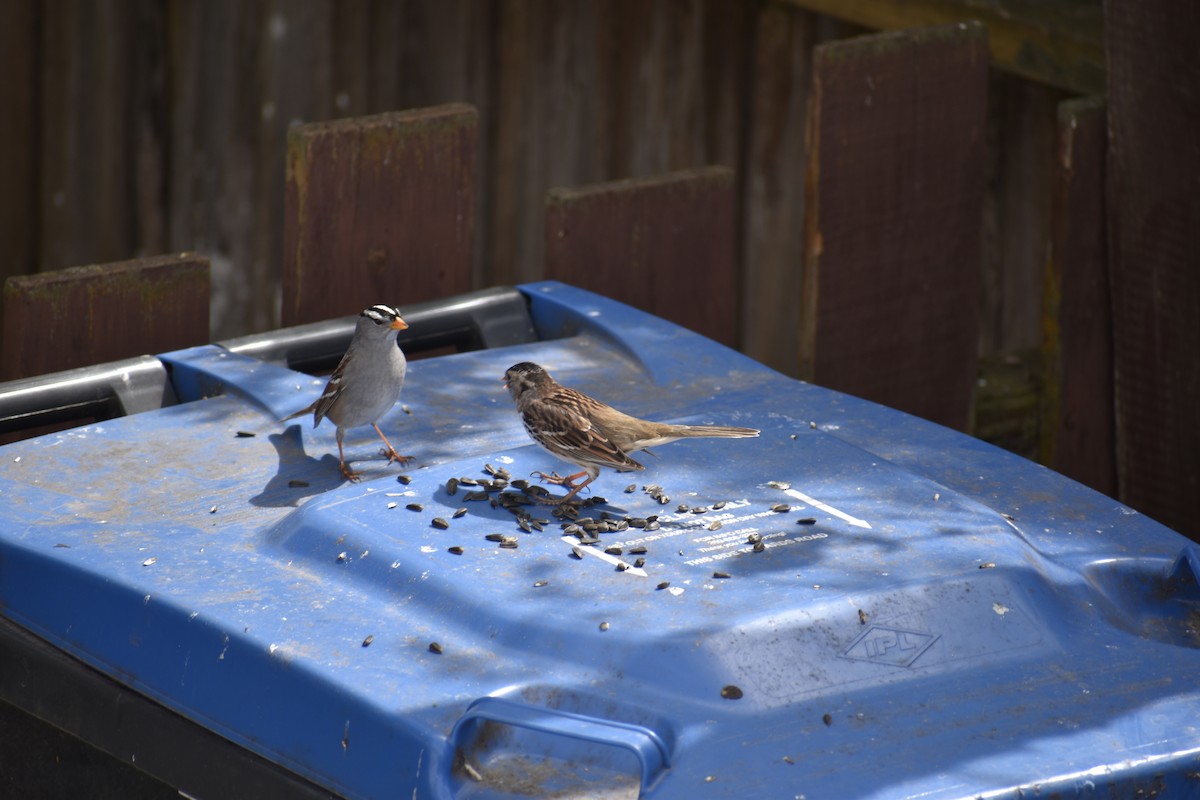 White-crowned Sparrow - Jamie Luxton