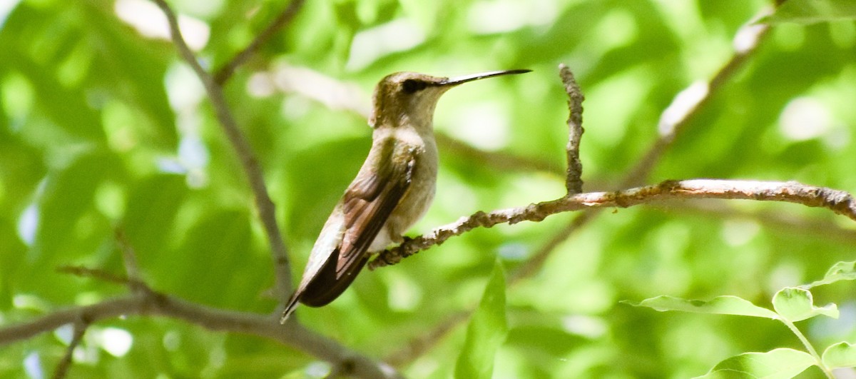 Black-chinned Hummingbird - ML153902351