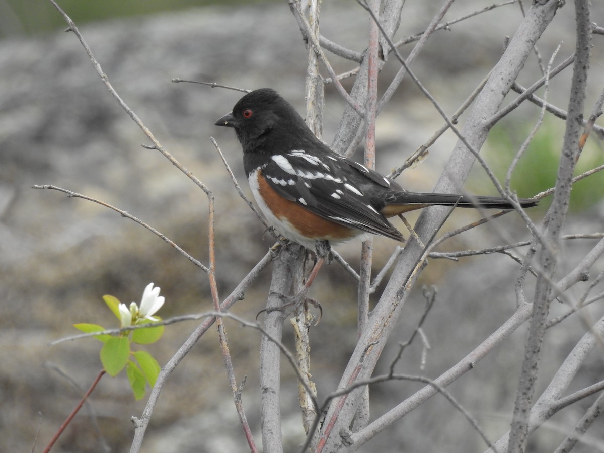 Spotted Towhee - Sherry Beswetherick