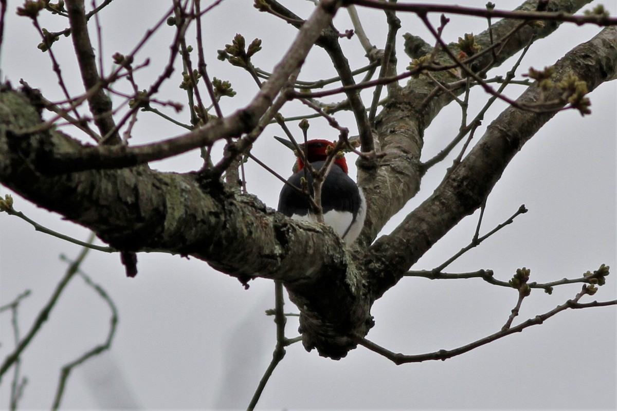 Red-headed Woodpecker - ML153902911
