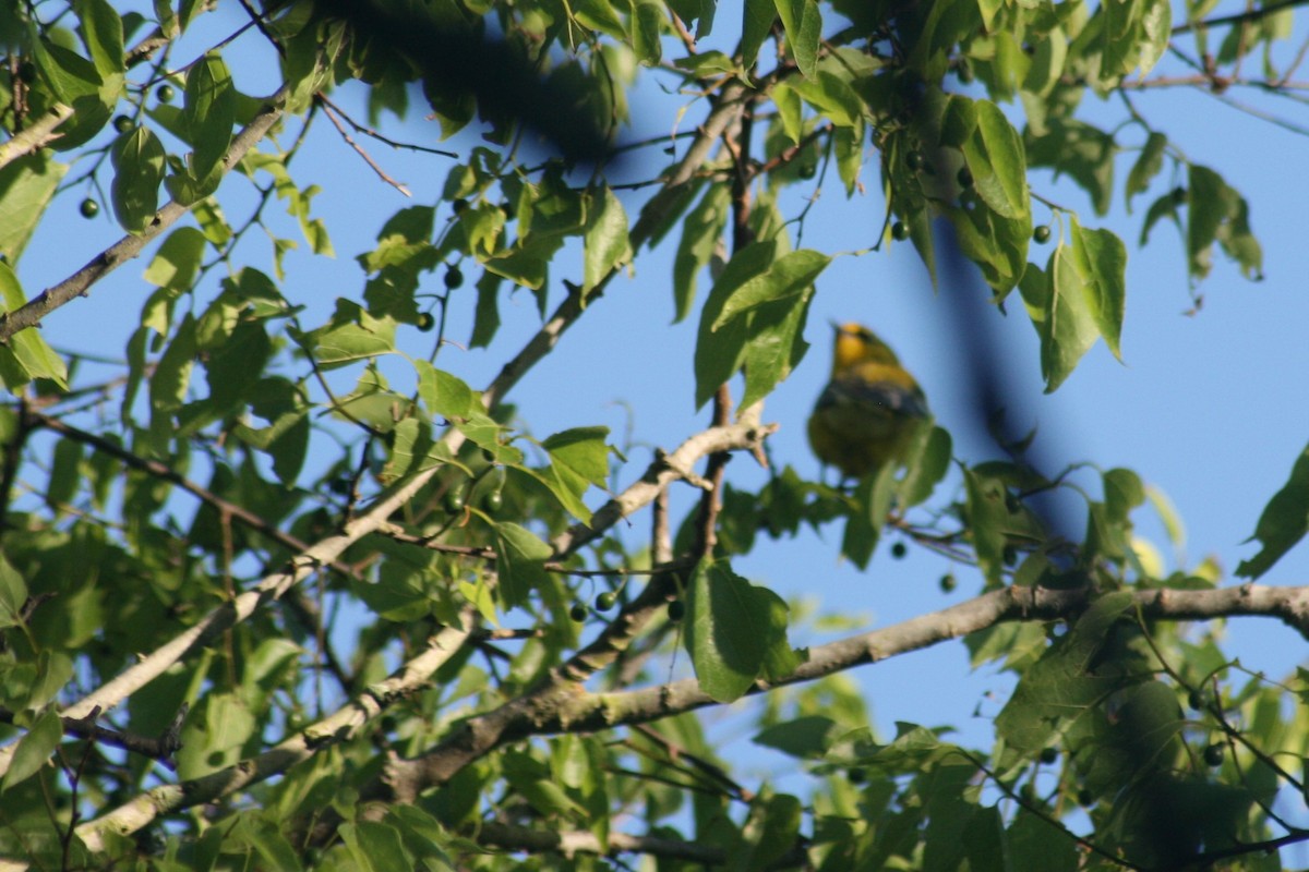 Blue-winged Warbler - Bill Eisele