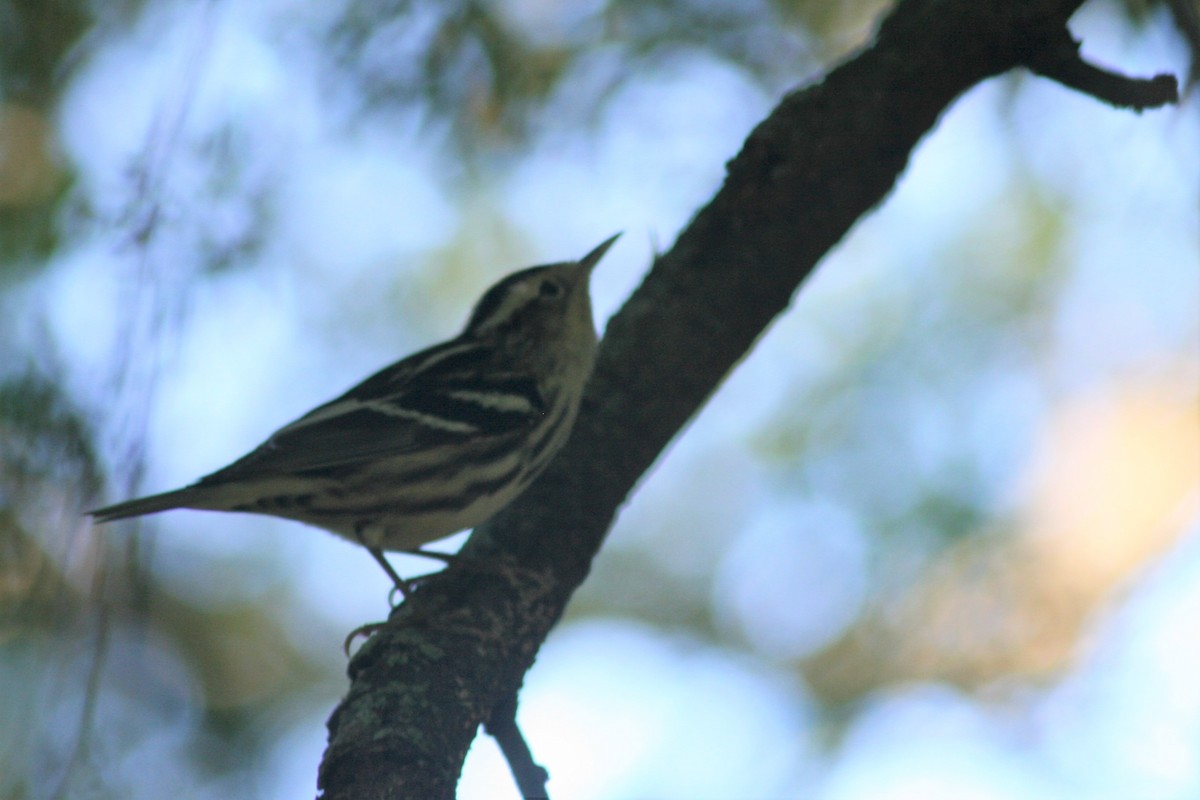 Black-and-white Warbler - ML153902971