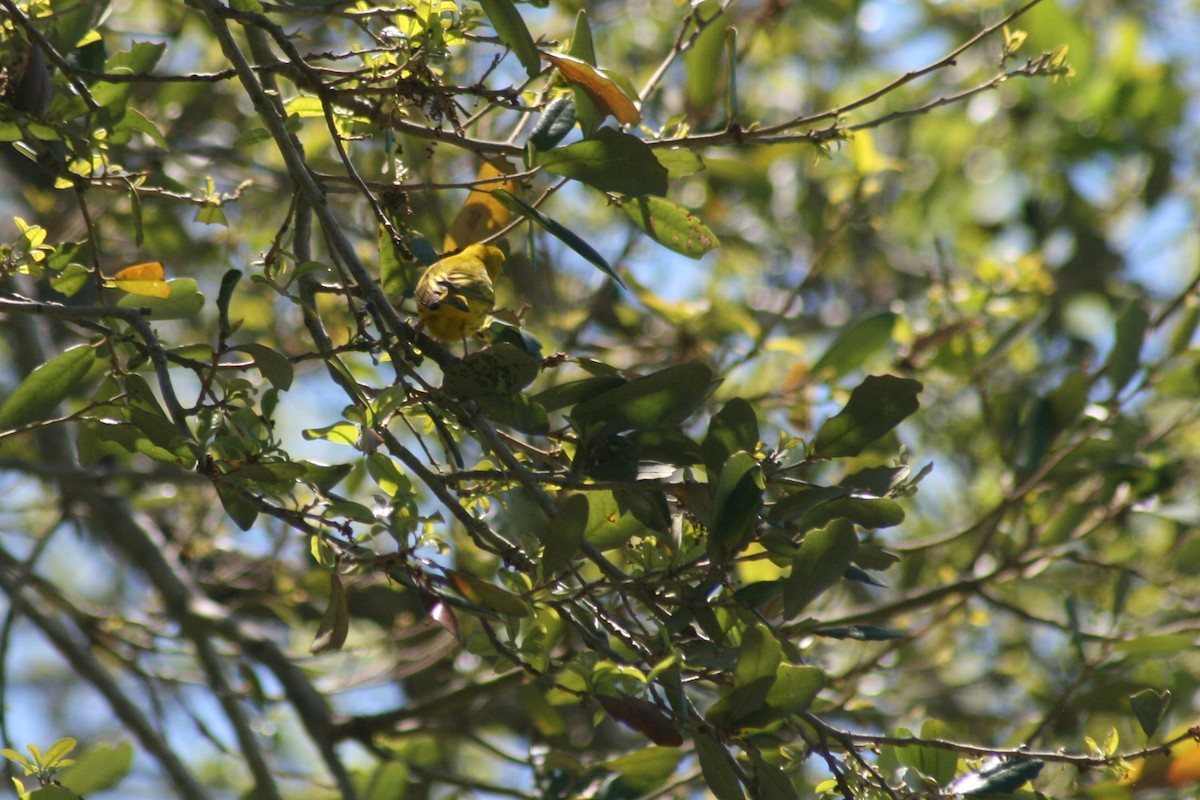Yellow Warbler - ML153903031