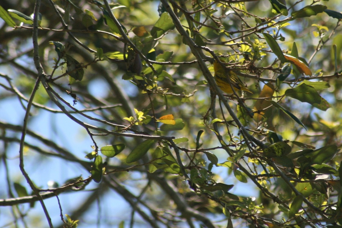 Yellow Warbler - ML153903041