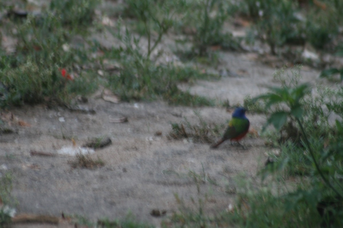 Painted Bunting - ML153903081