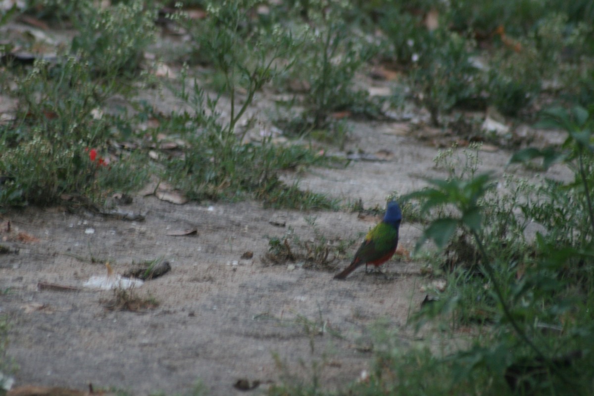 Painted Bunting - ML153903091