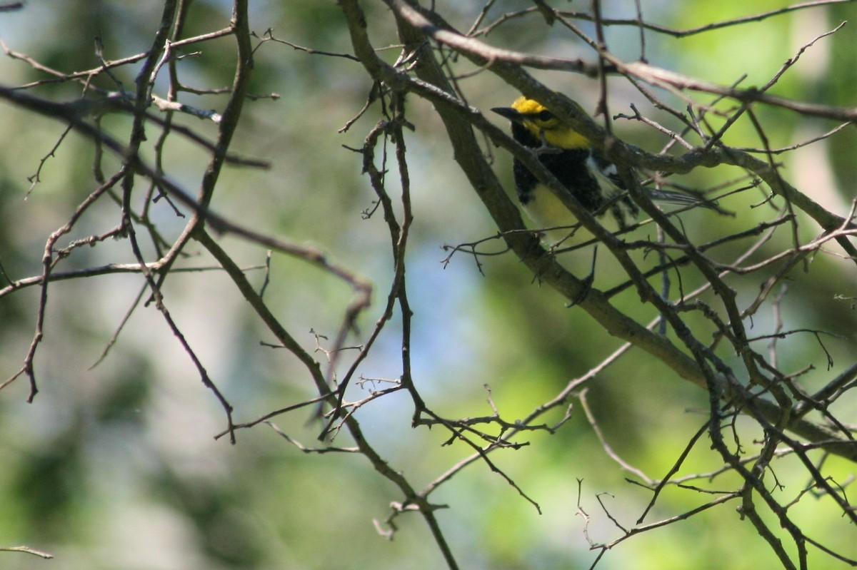 Black-throated Green Warbler - Bill Eisele