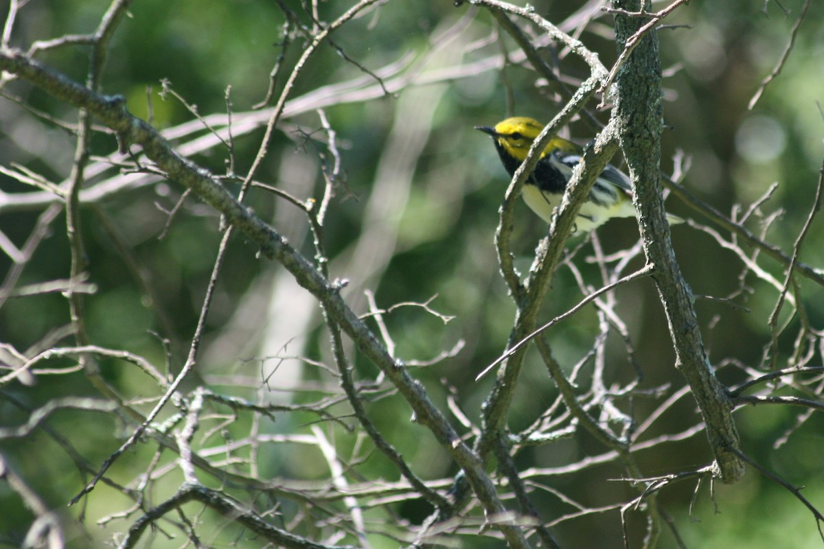 Black-throated Green Warbler - Bill Eisele