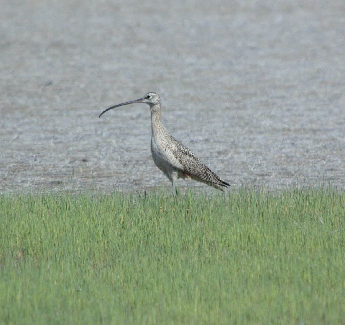 Long-billed Curlew - ML153903771