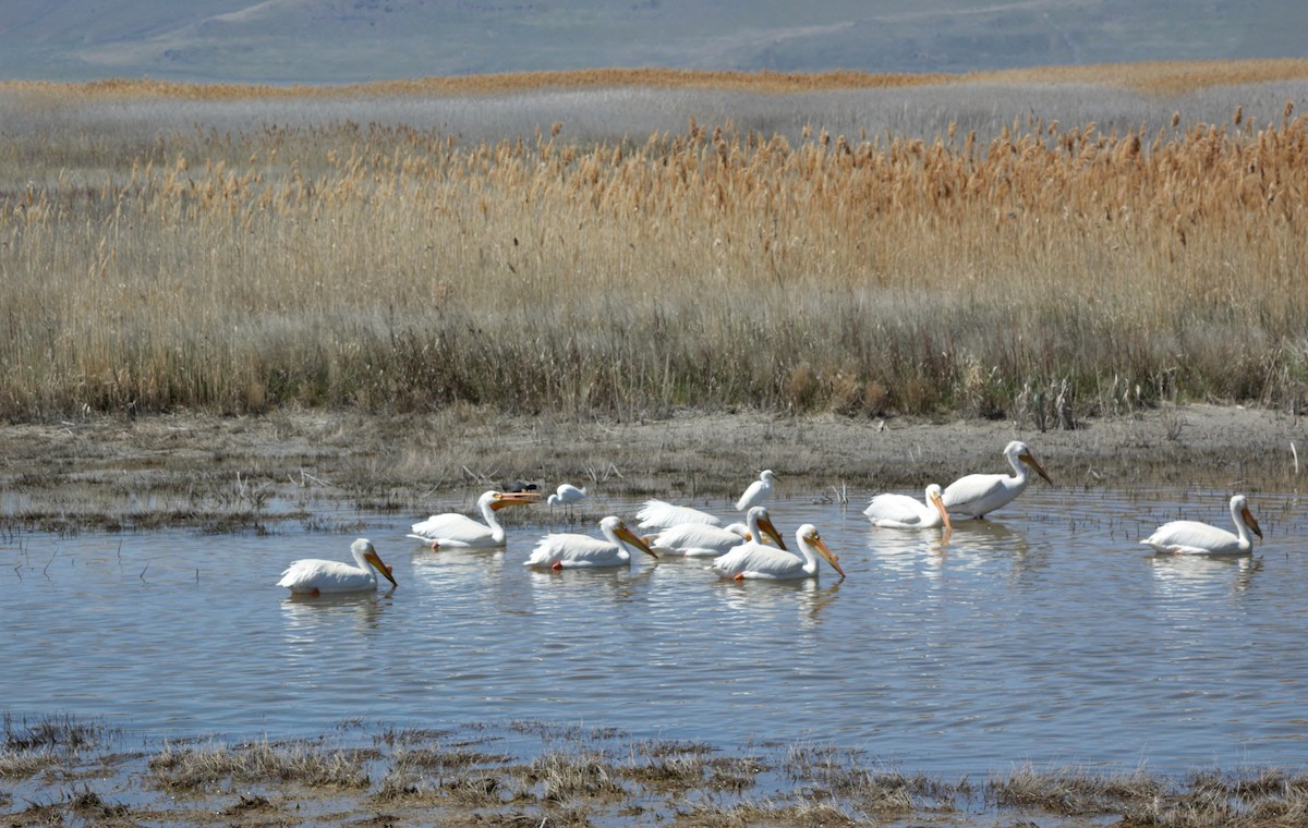 pelikán severoamerický - ML153904041