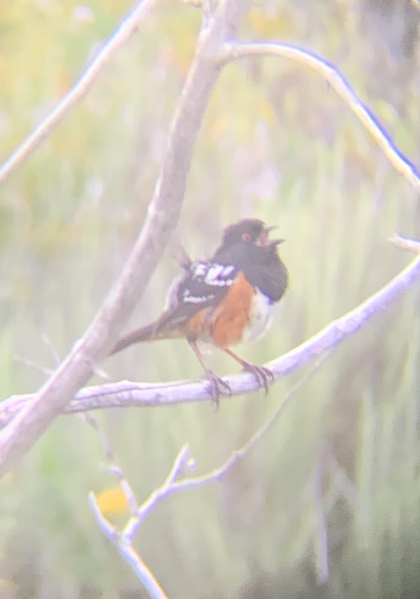 Spotted Towhee - Aaron Holschbach
