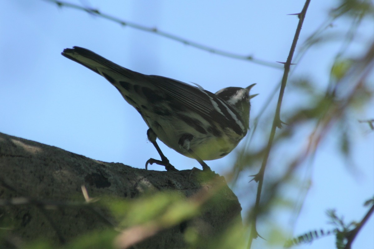 Black-and-white Warbler - ML153904751