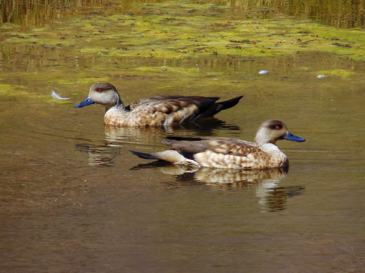 Crested Duck - ML153906011