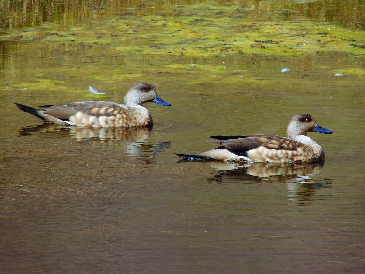 Crested Duck - ML153906031