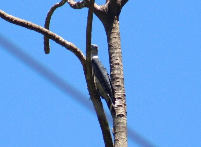 Gray-headed Kite - Gumercindo  Pimentel