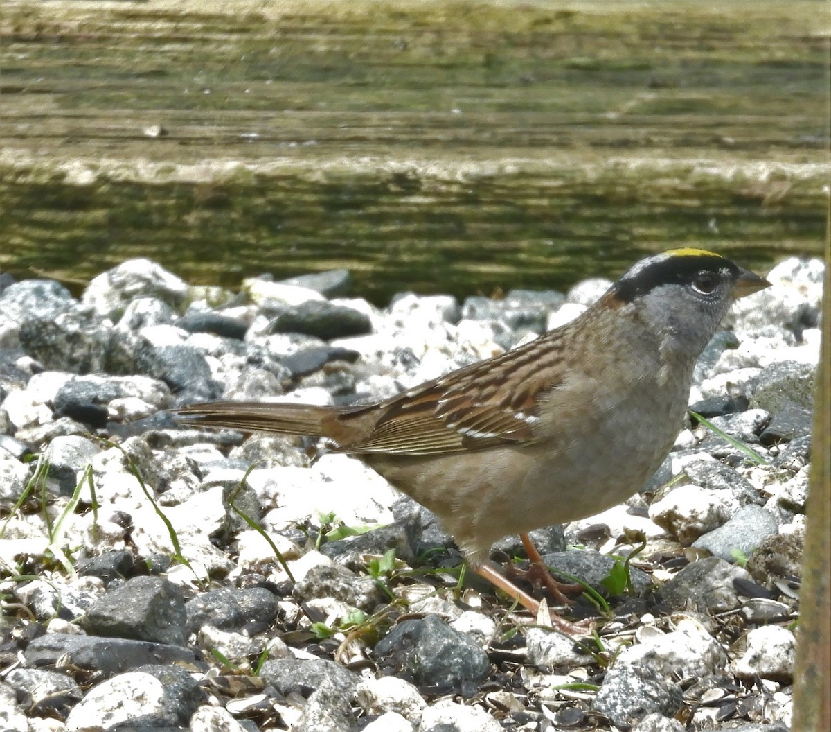 Golden-crowned Sparrow - Dale Floer