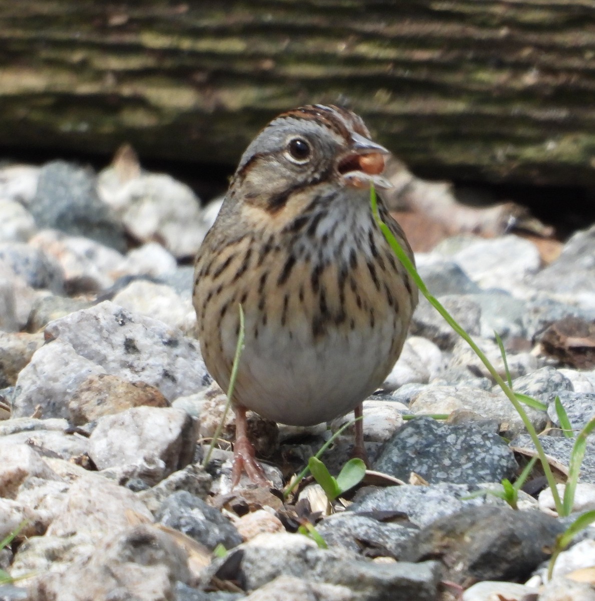 Lincoln's Sparrow - Dale Floer