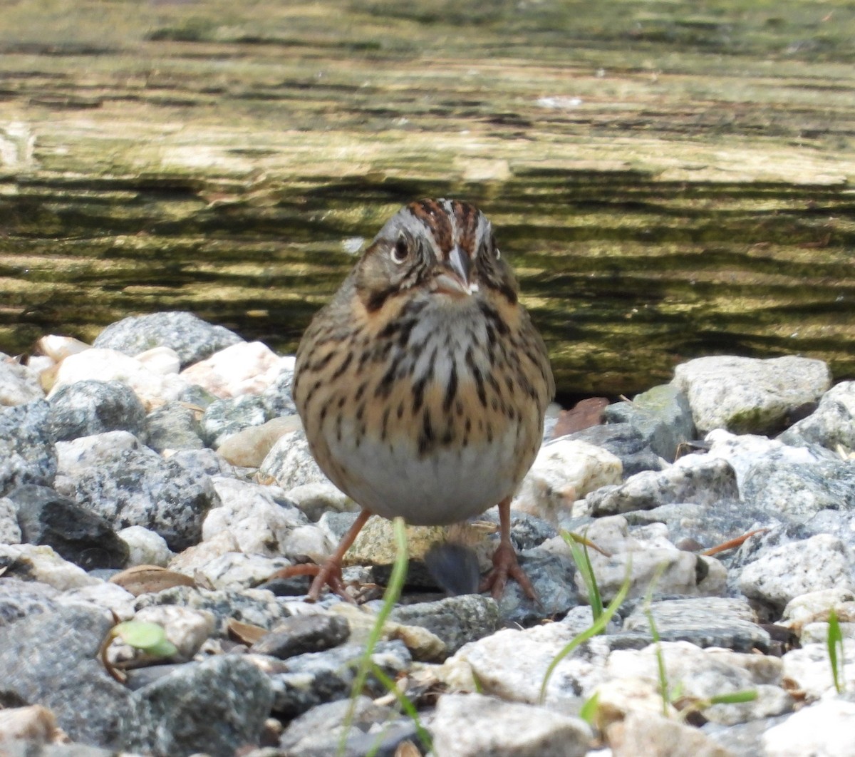 Lincoln's Sparrow - Dale Floer