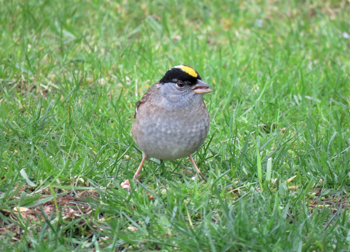 Golden-crowned Sparrow - Teresa Weismiller