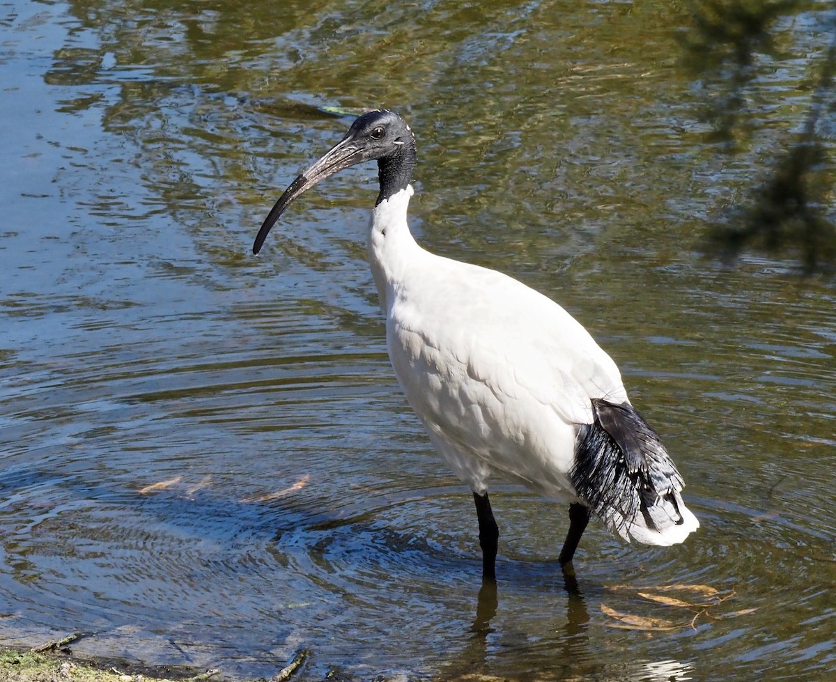 ibis australský - ML153908741