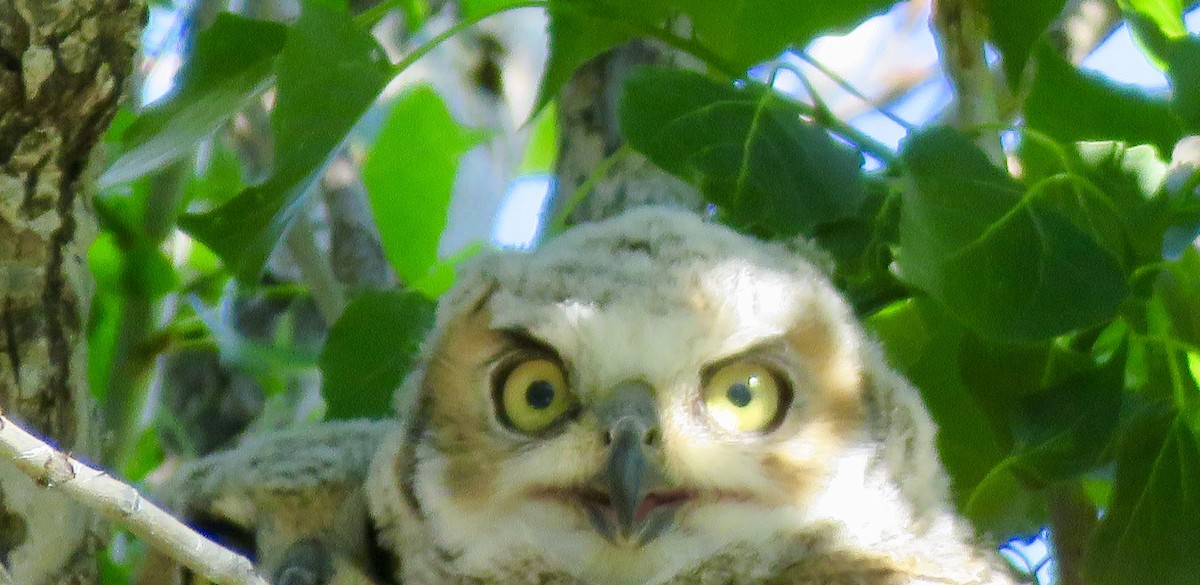 Great Horned Owl - ML153908851