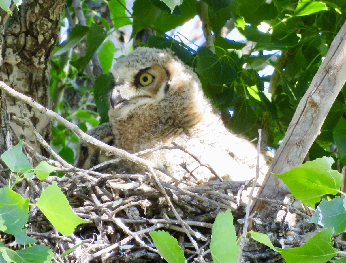 Great Horned Owl - ML153908971