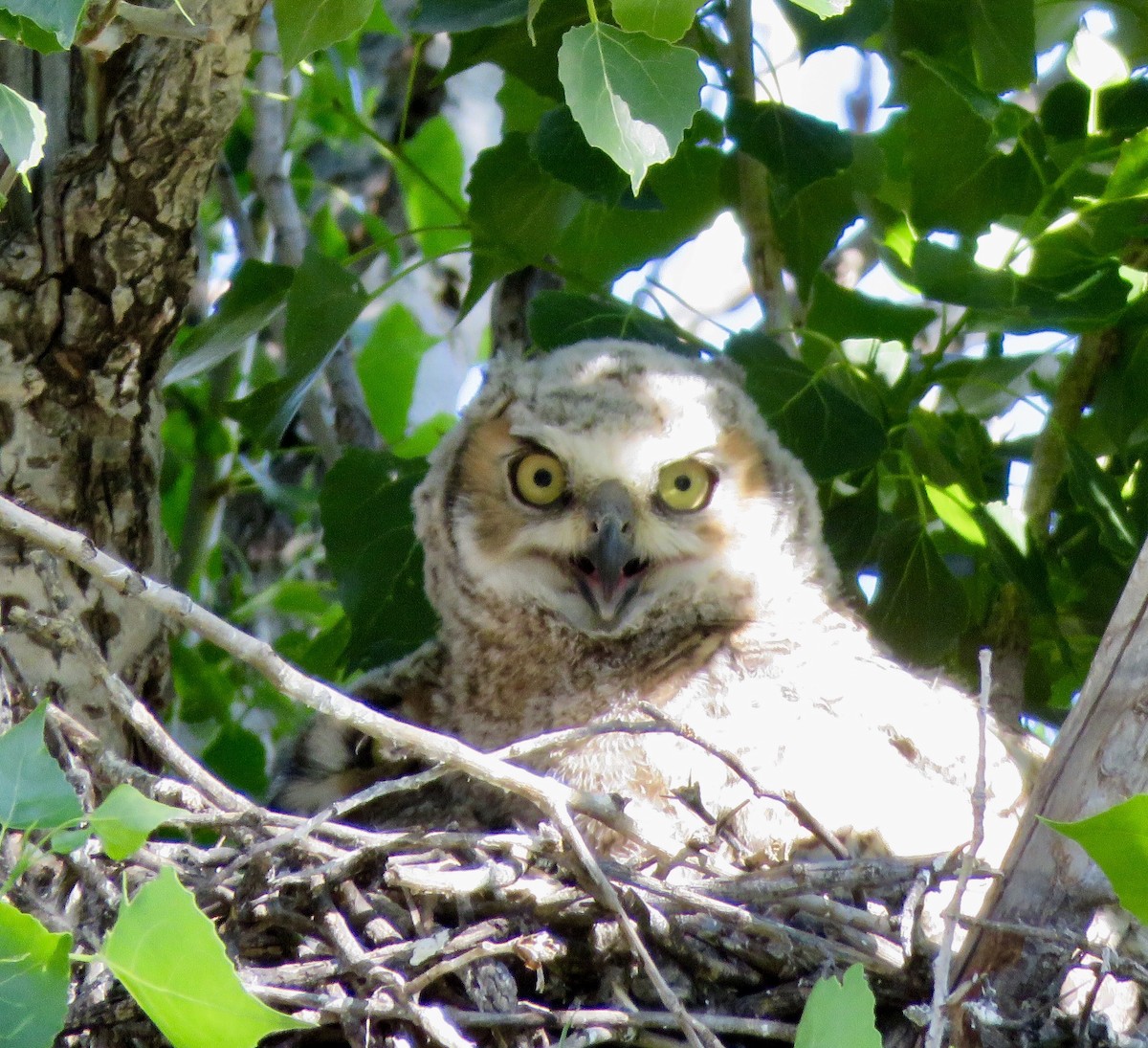 Great Horned Owl - Linda Parlee-Chowns