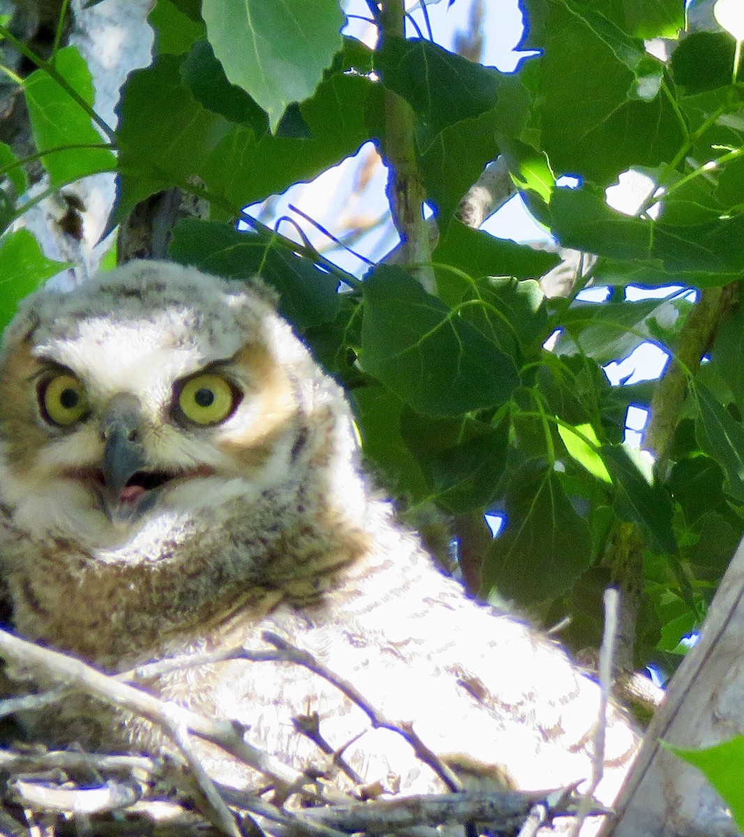 Great Horned Owl - ML153909061
