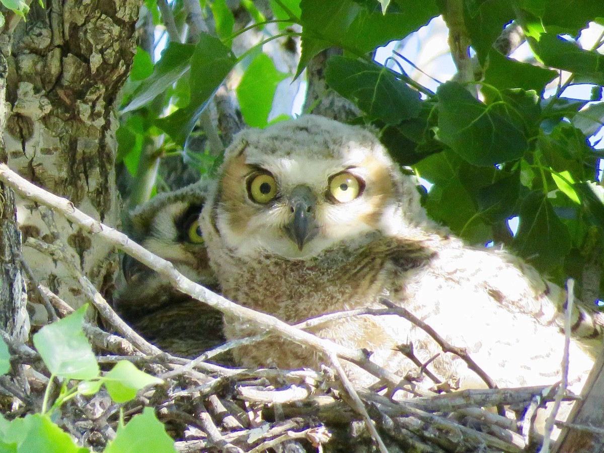 Great Horned Owl - ML153909091