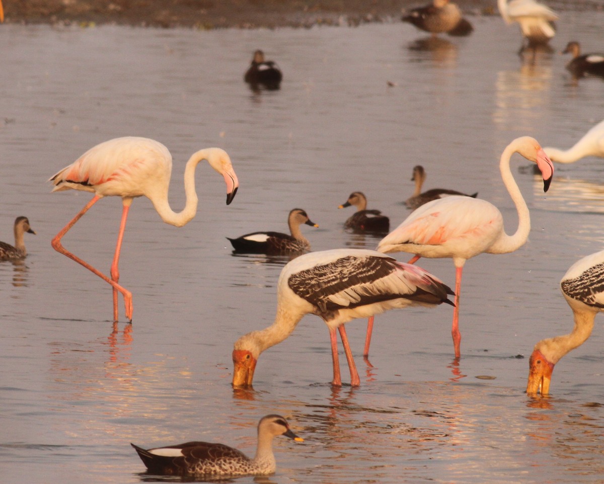 Greater Flamingo - ML153909111