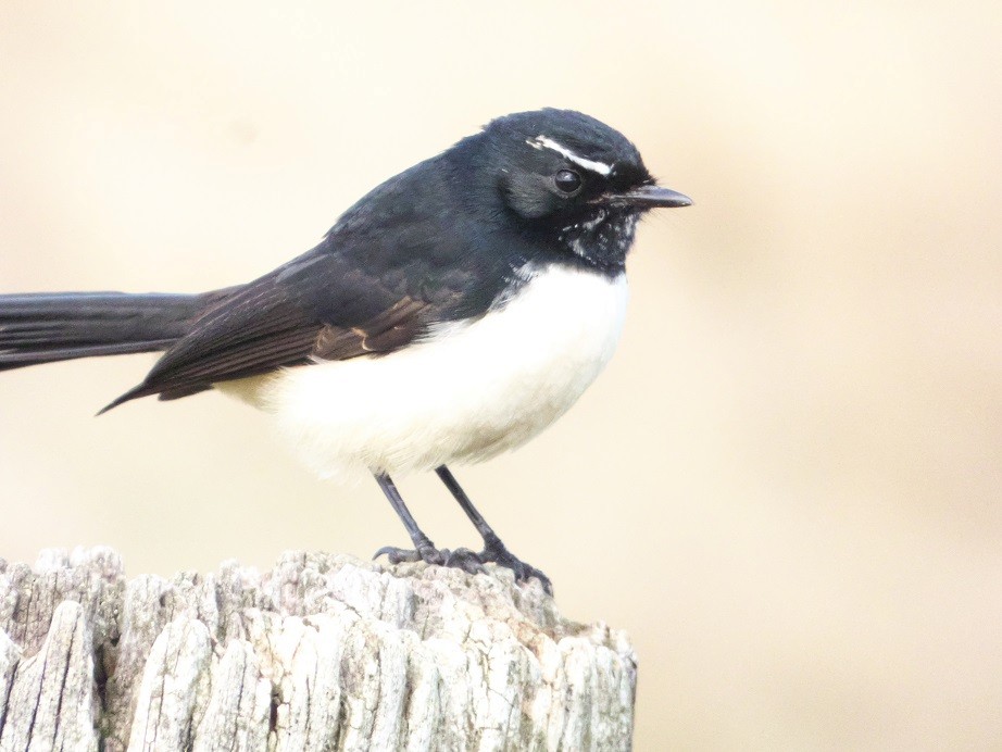 Willie-wagtail - Alfons  Lawen