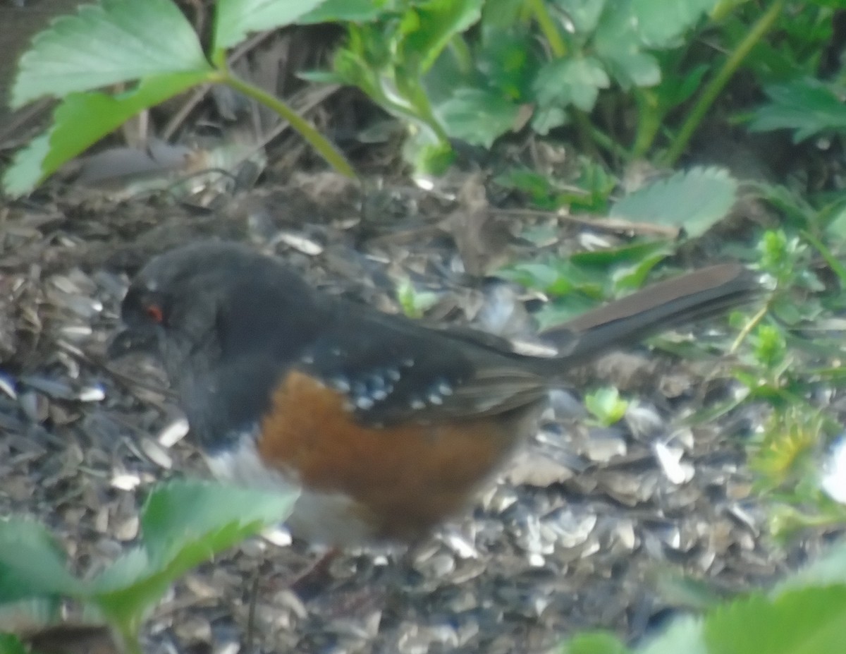 Spotted Towhee - ML153909381