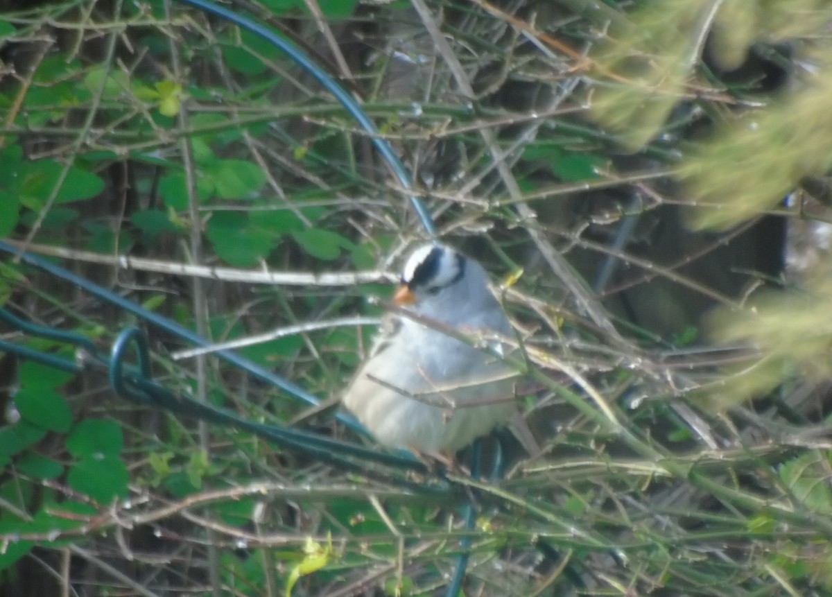 White-crowned Sparrow - Ethel Stephens