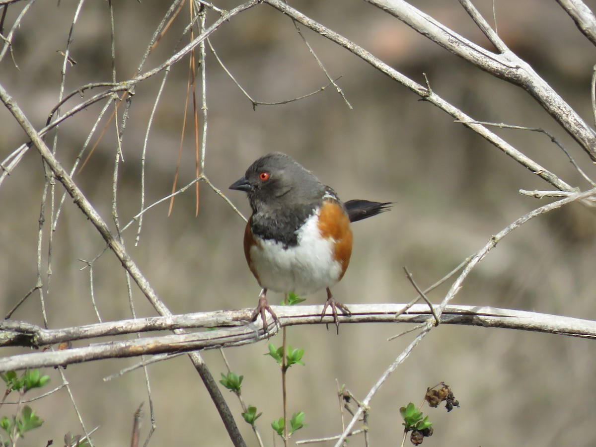 Spotted Towhee - ML153909911