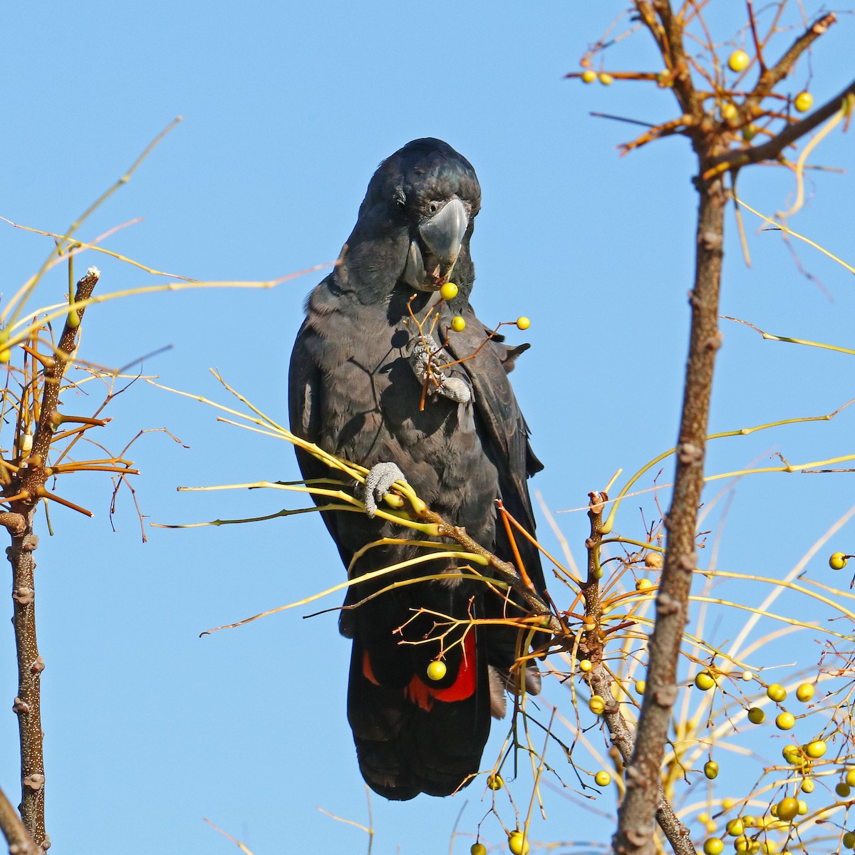 Red-tailed Black-Cockatoo - Andreas Heikaus