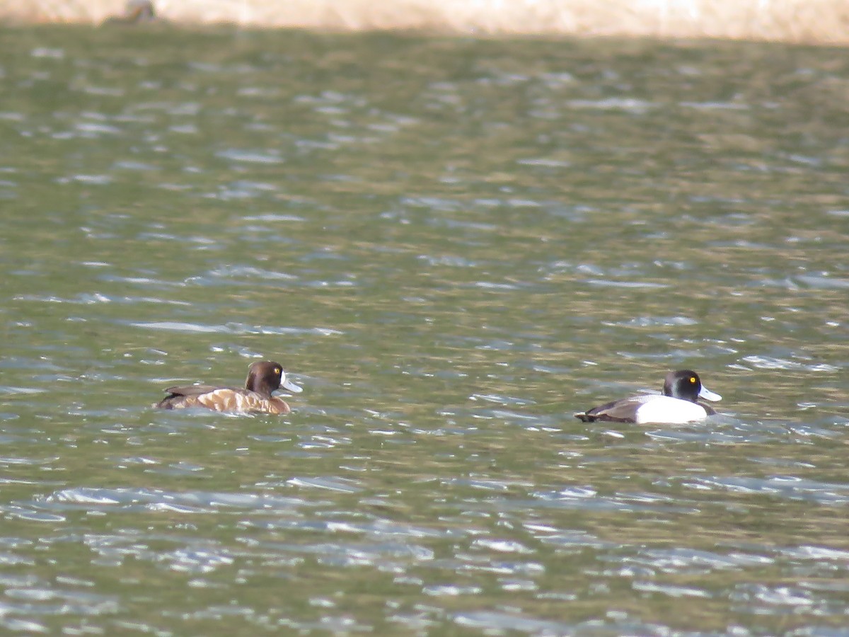 Greater Scaup - ML153910231
