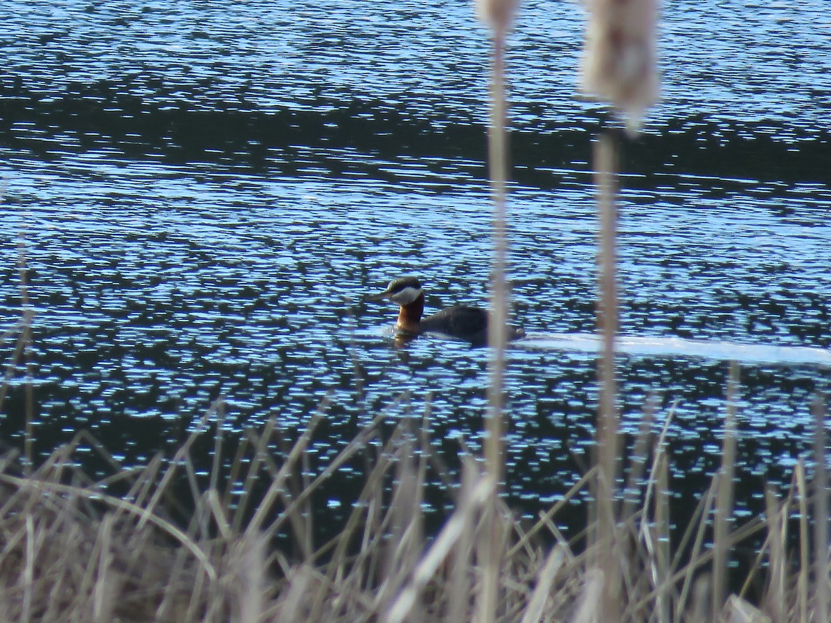 Red-necked Grebe - ML153910301