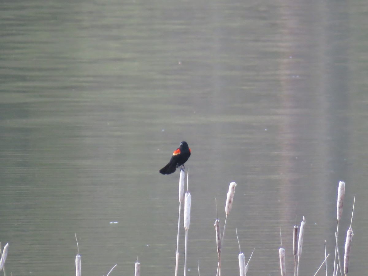 Red-winged Blackbird - ML153910431