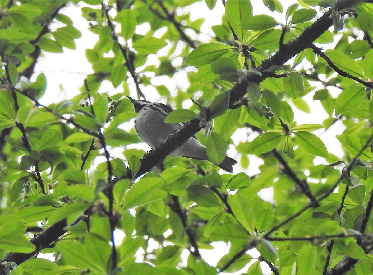 Black-throated Gray Warbler - ML153910451