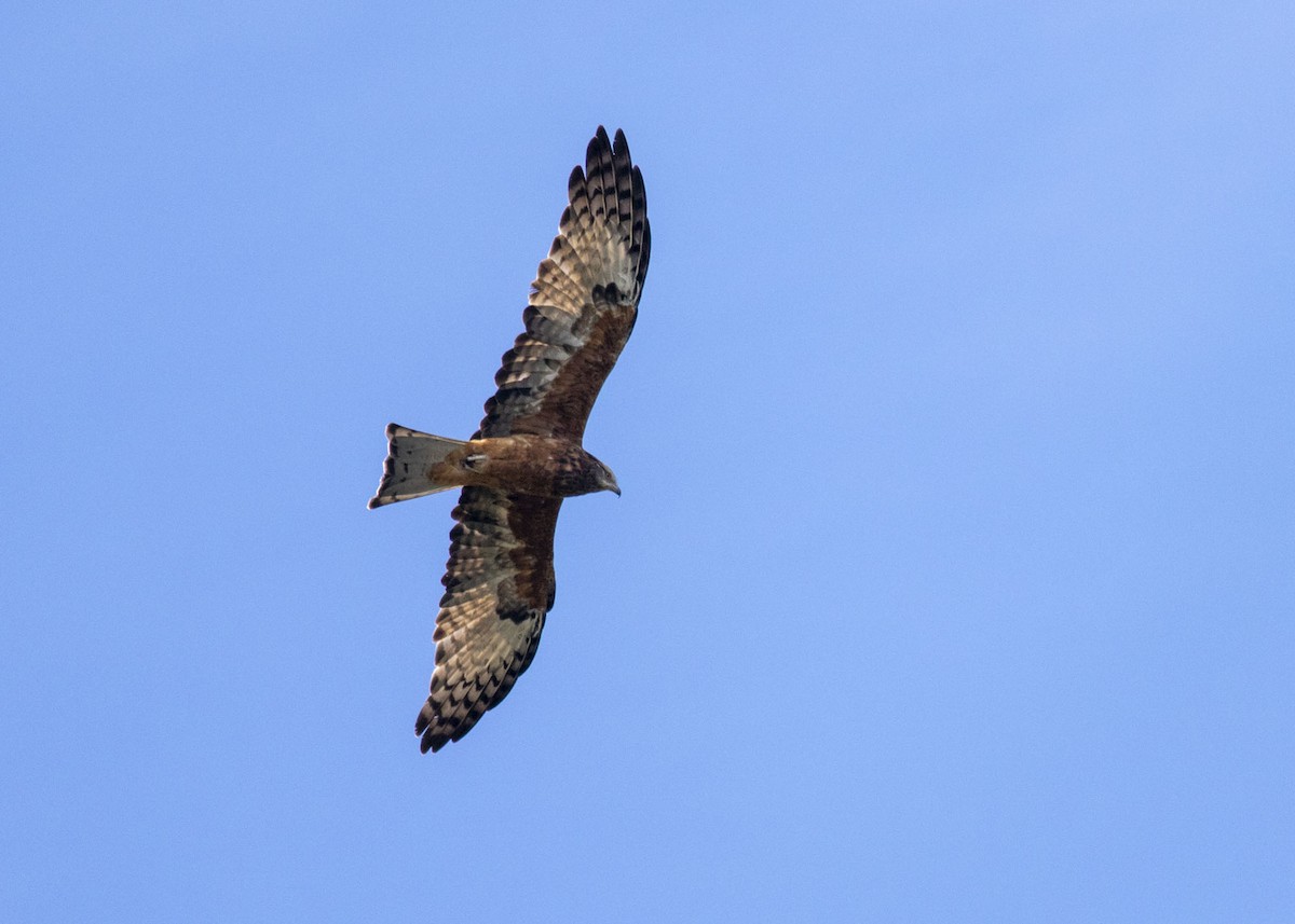 Square-tailed Kite - ML153910501