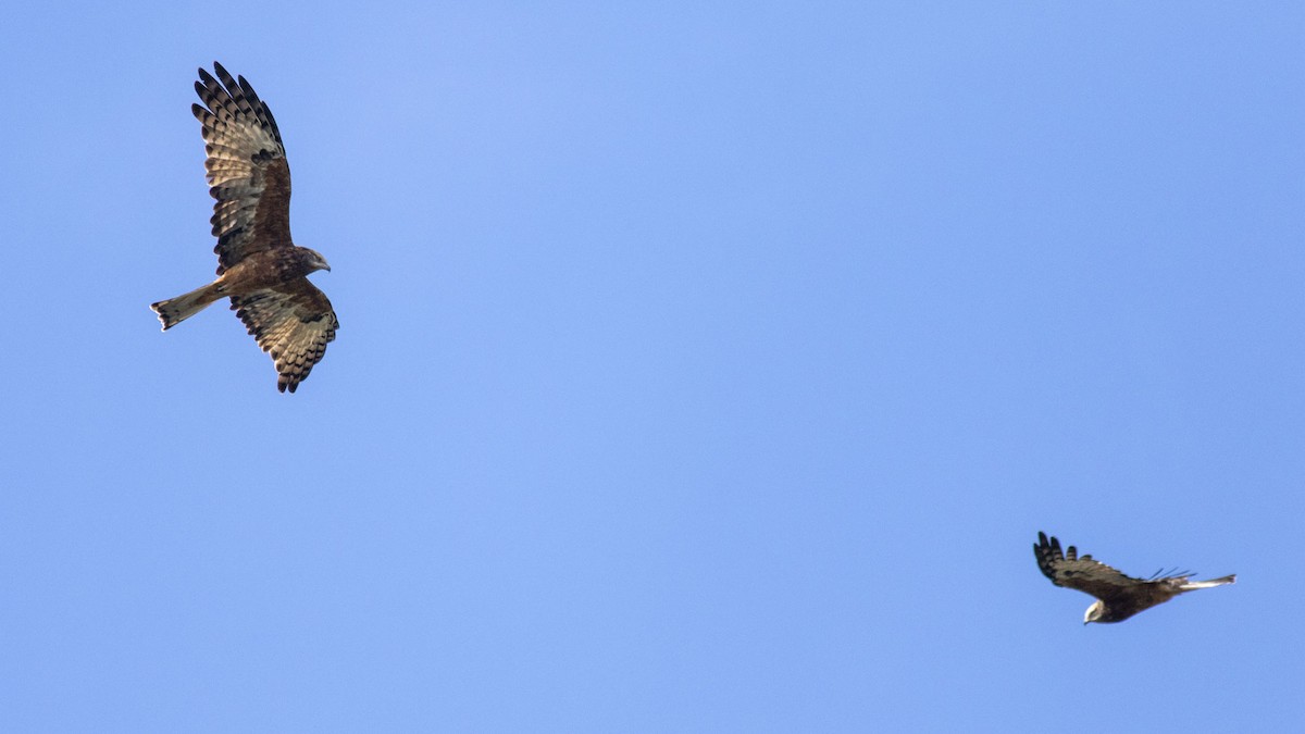Square-tailed Kite - Stephen Murray