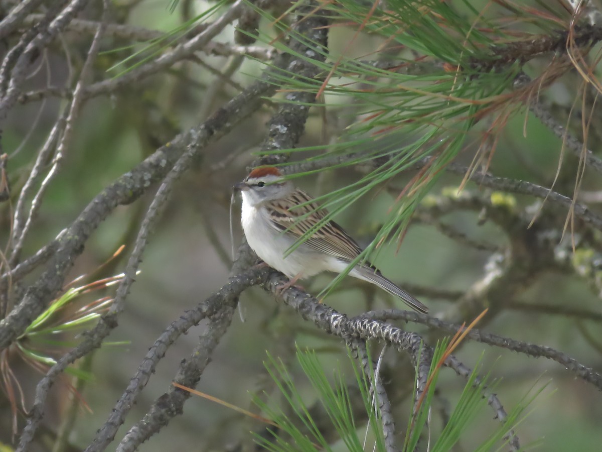 Chipping Sparrow - Curtis Mahon
