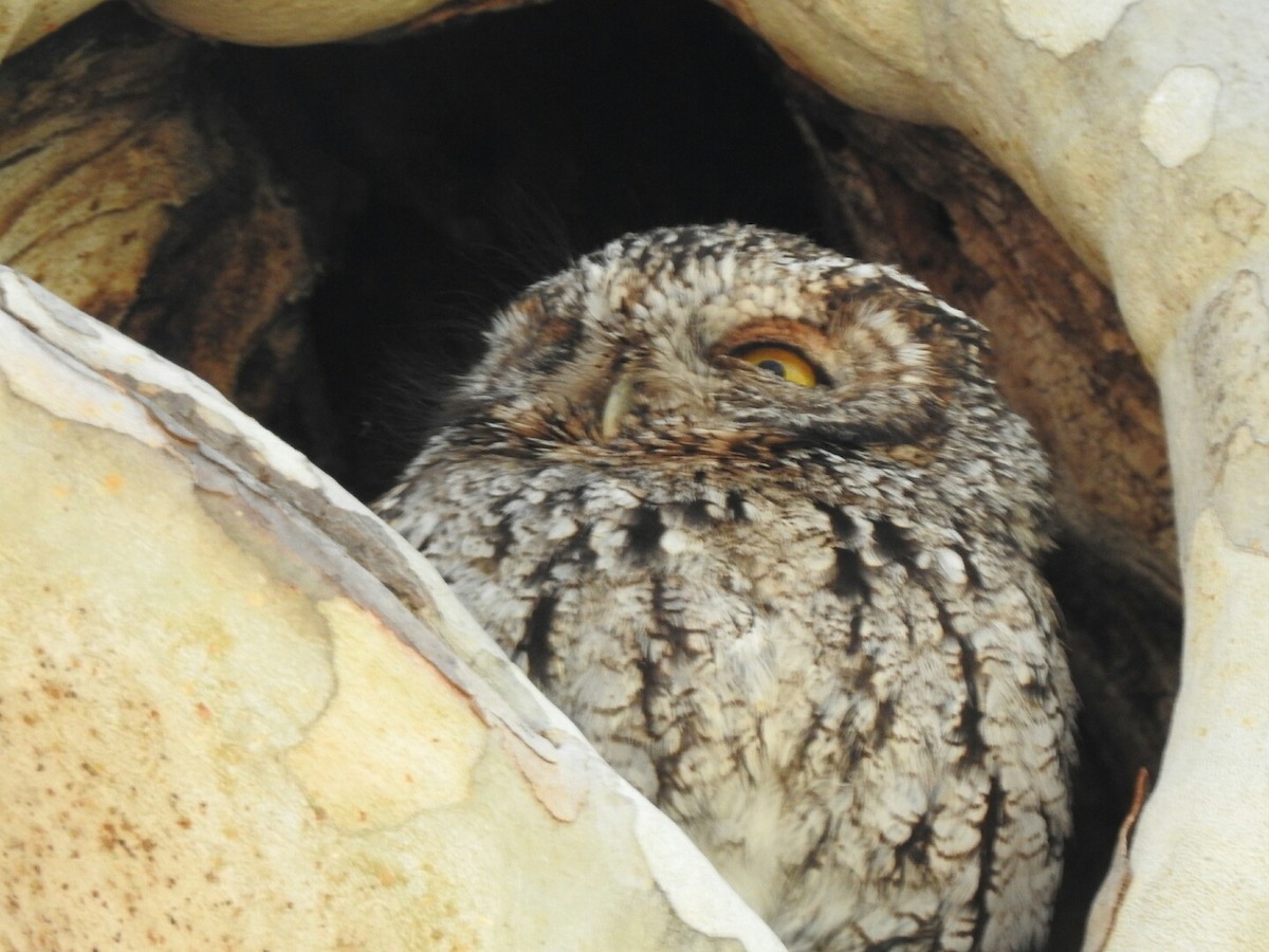 Whiskered Screech-Owl - Kelly Wright