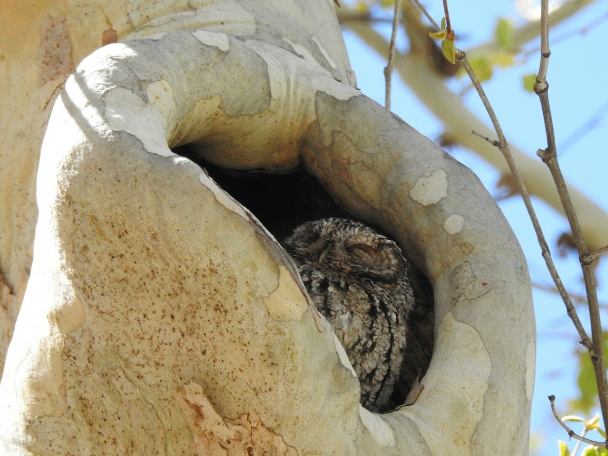 Whiskered Screech-Owl - Kelly Wright