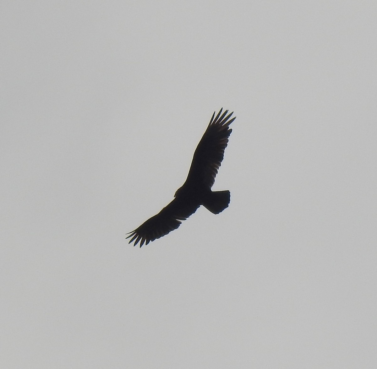 Turkey Vulture - ML153911051