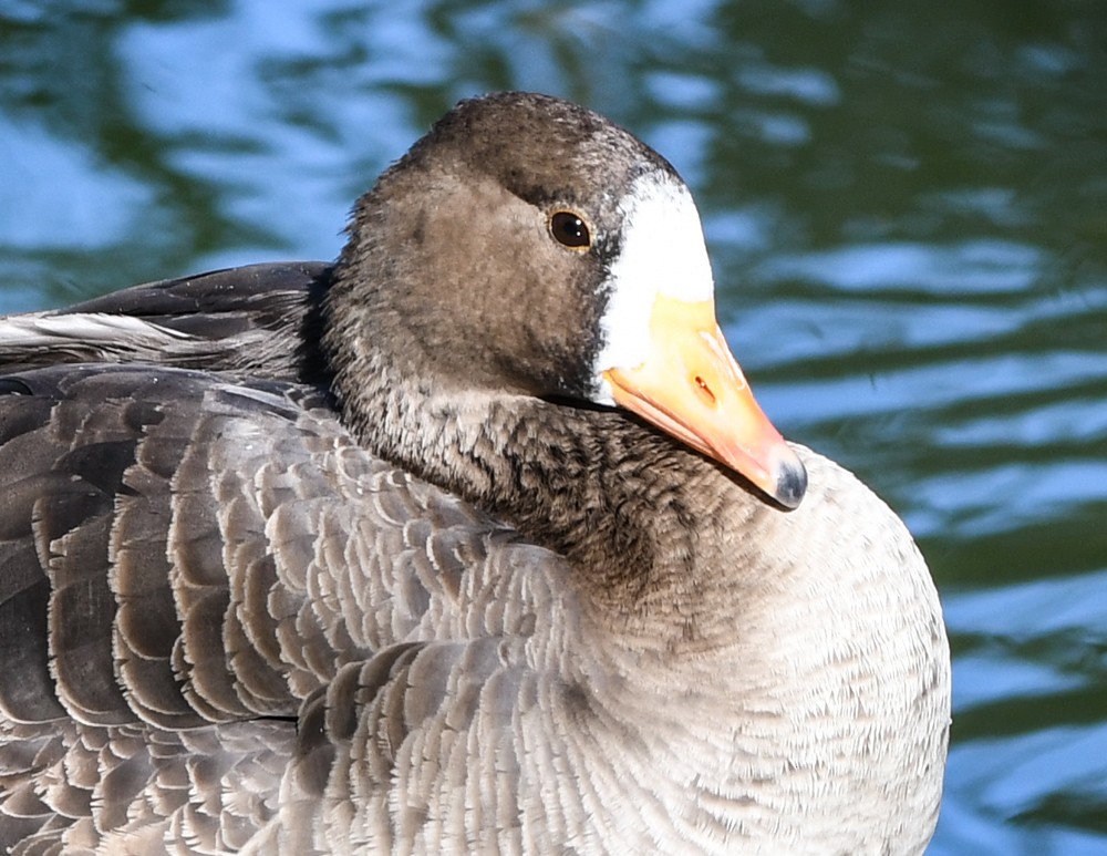 Greater White-fronted Goose - ML153911071