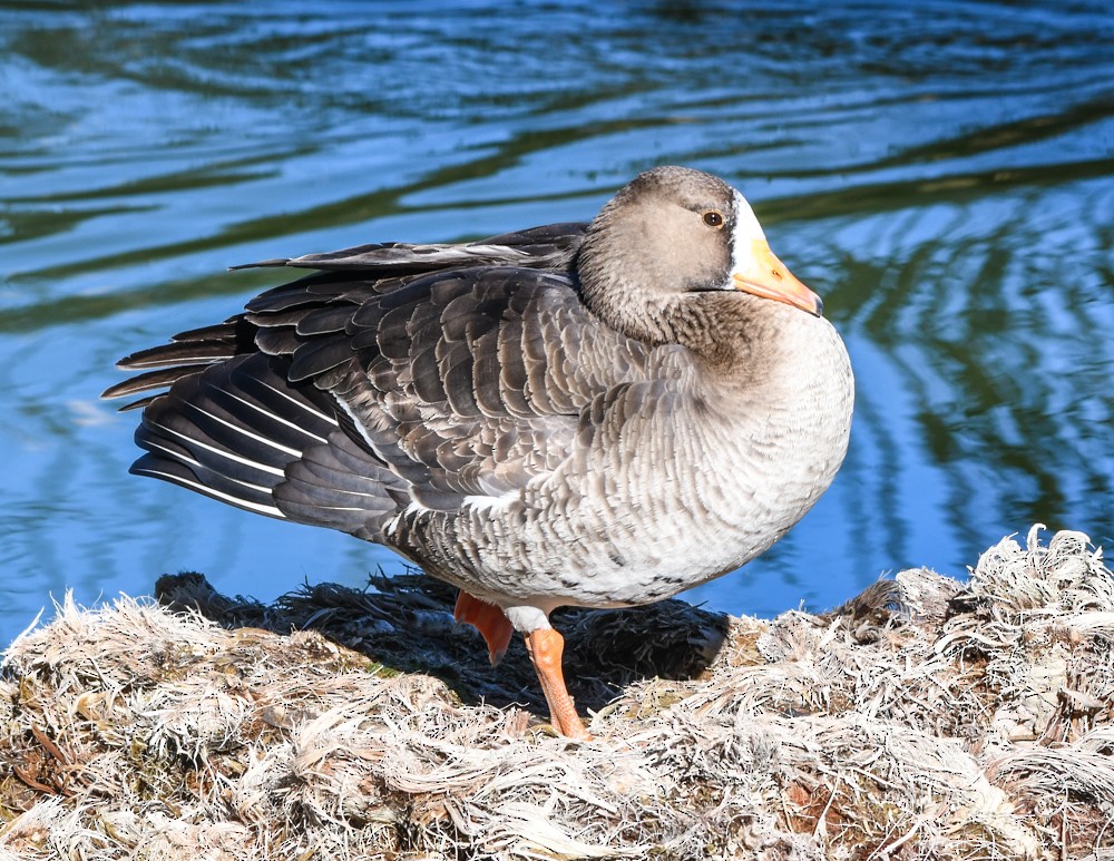 Greater White-fronted Goose - josh Ketry