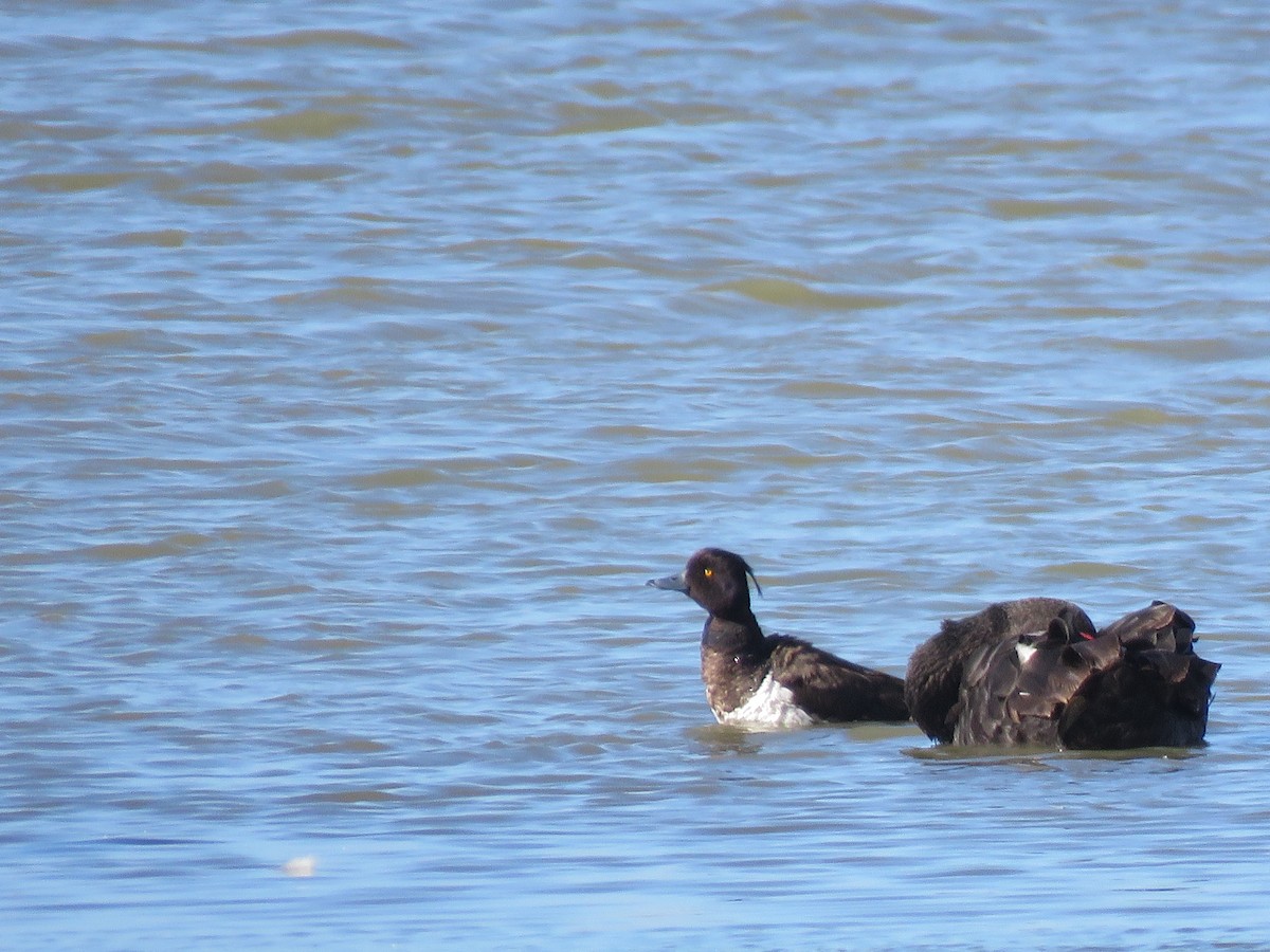 Tufted Duck - Colin Palethorpe