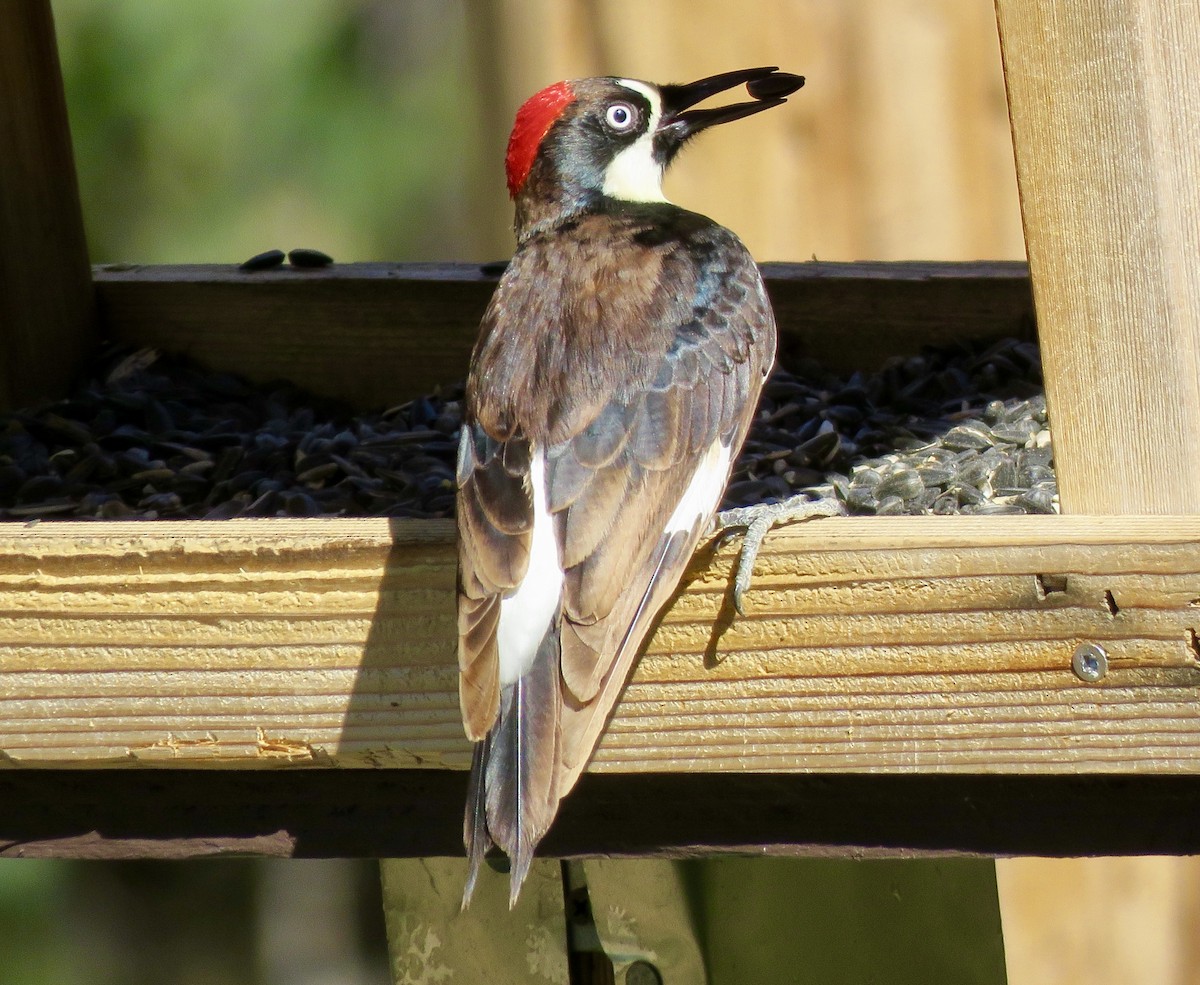 Acorn Woodpecker - Linda Parlee-Chowns