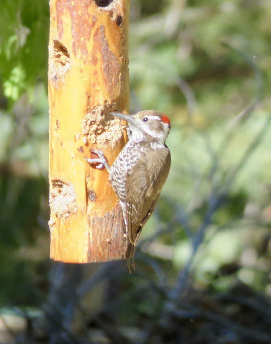 Arizona Woodpecker - ML153911201